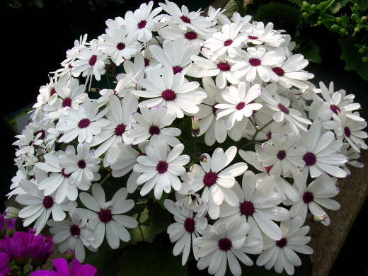 612380 (a): :2200x1650
